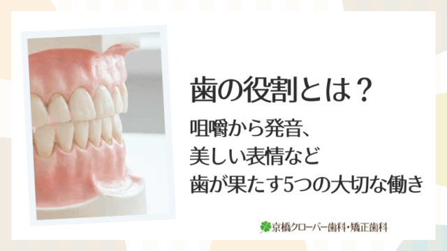 歯の役割とは？咀嚼から発音、美しい表情など歯が果たす5つの大切な働き